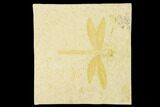 Fossil Dragonfly (Mesuropetala) - Solnhofen Limestone #143786-1
